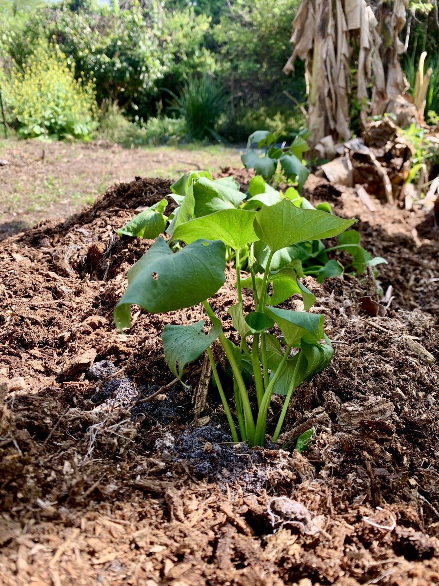 Corey Sweet tweet media