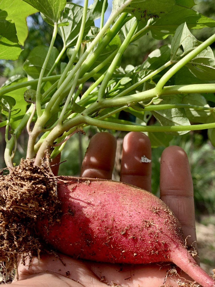 Corey Sweet tweet media