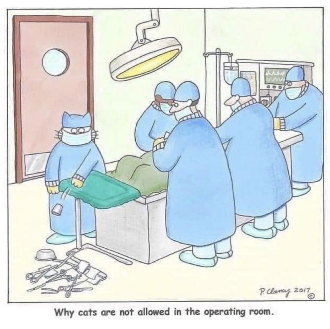 RiyadhCats tweet media