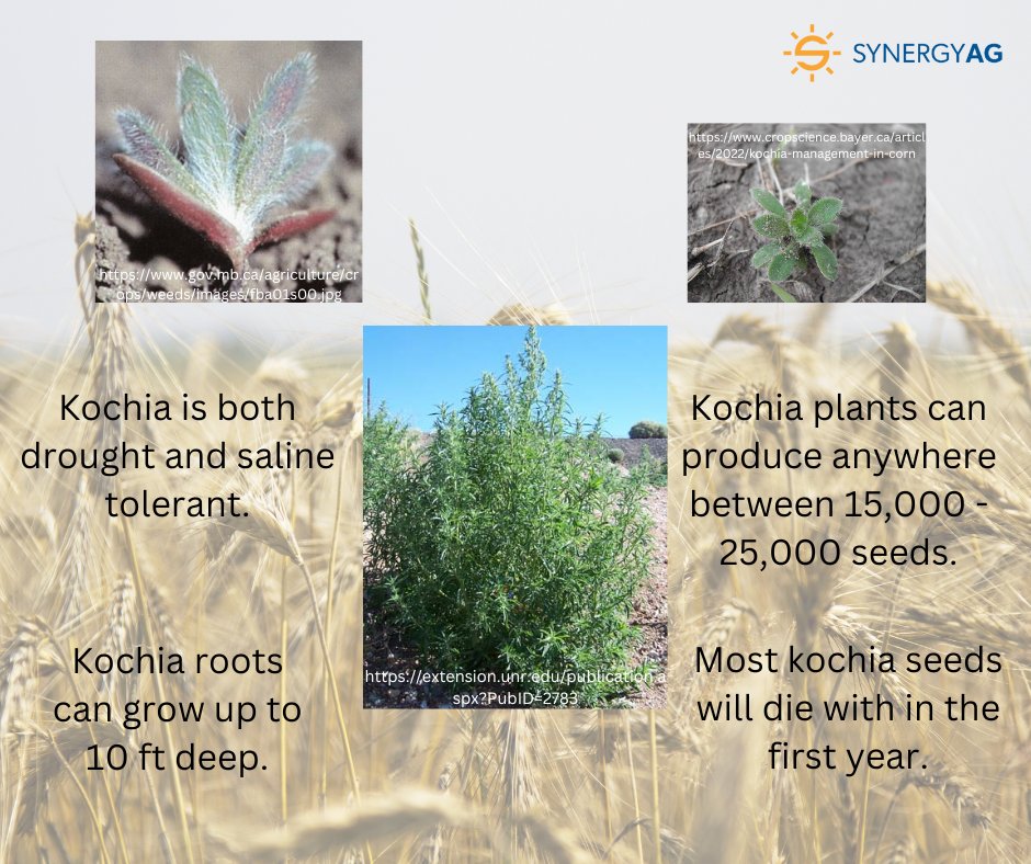 SynergyAG Yorkton tweet media
