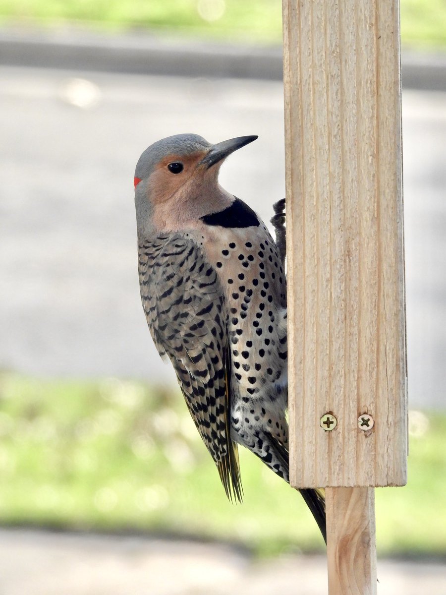 birds are so cool (male northern flickers have a mustache)