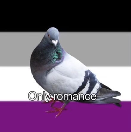 𝓝abis - jurídico papagaio - #Frambo & #Alevo tweet media