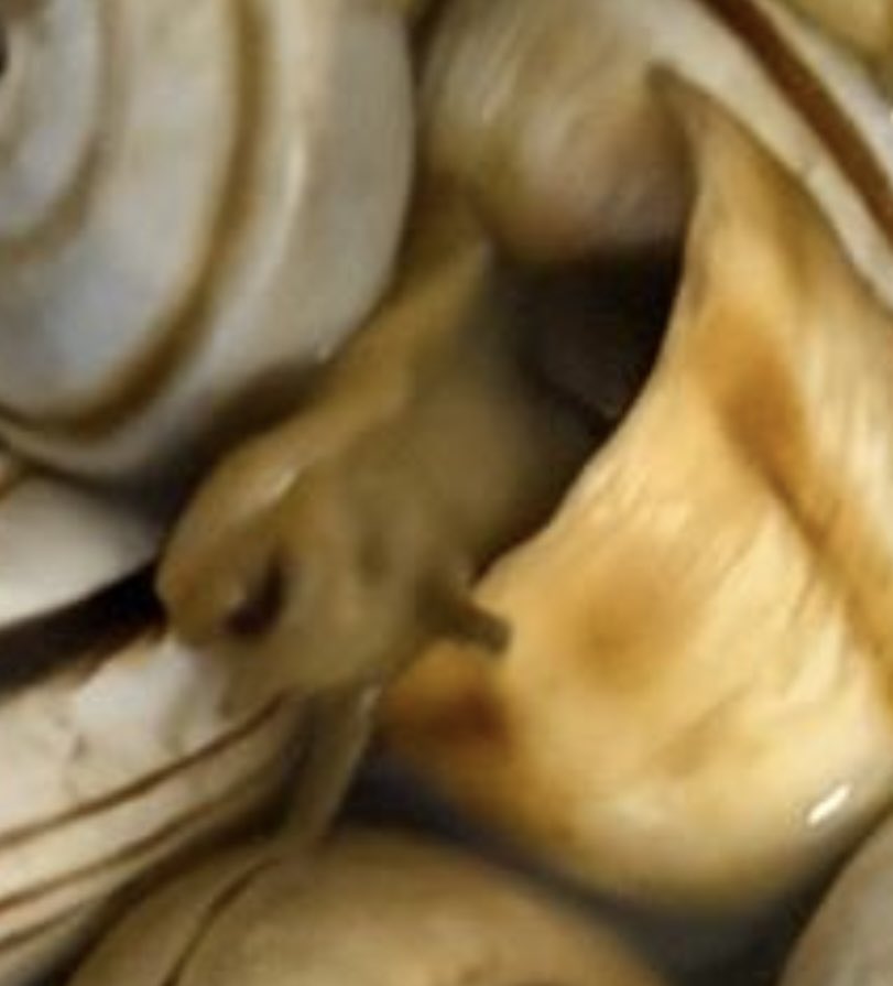 Antonio Rodriguez tweet media