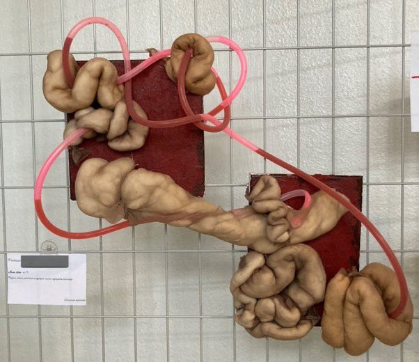 bimbo sexy ☆ tweet media