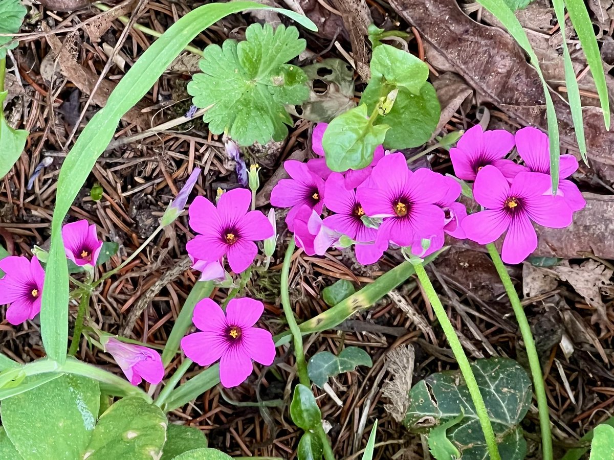 Frédéric Manfrin tweet media