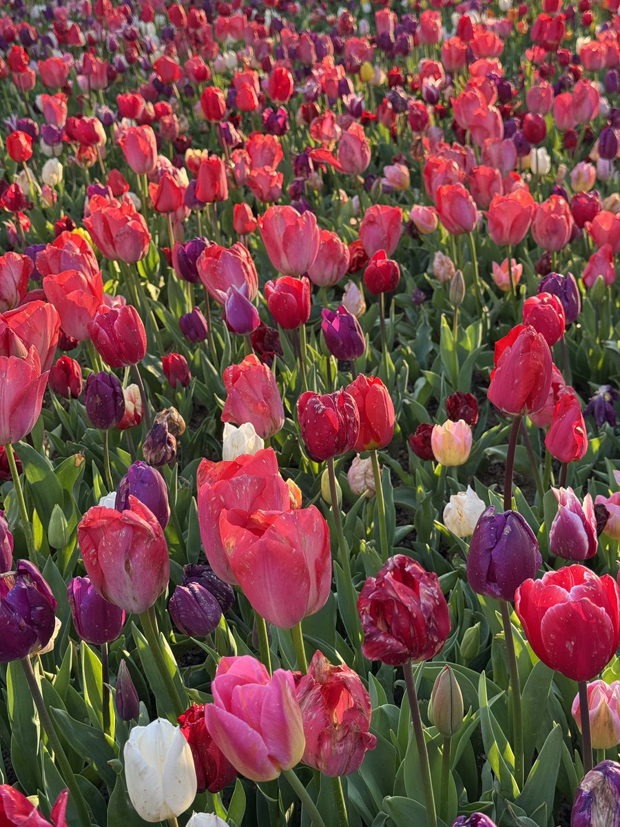 nurmatar99's tweet photo. 🌷🎀 https://t.co/LDBDMWaijz