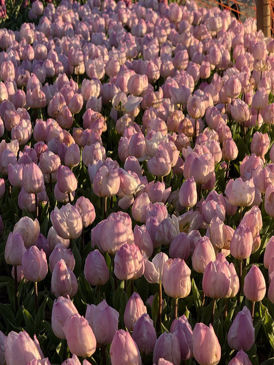 nurmatar99's tweet photo. 🌷🎀 https://t.co/LDBDMWaijz