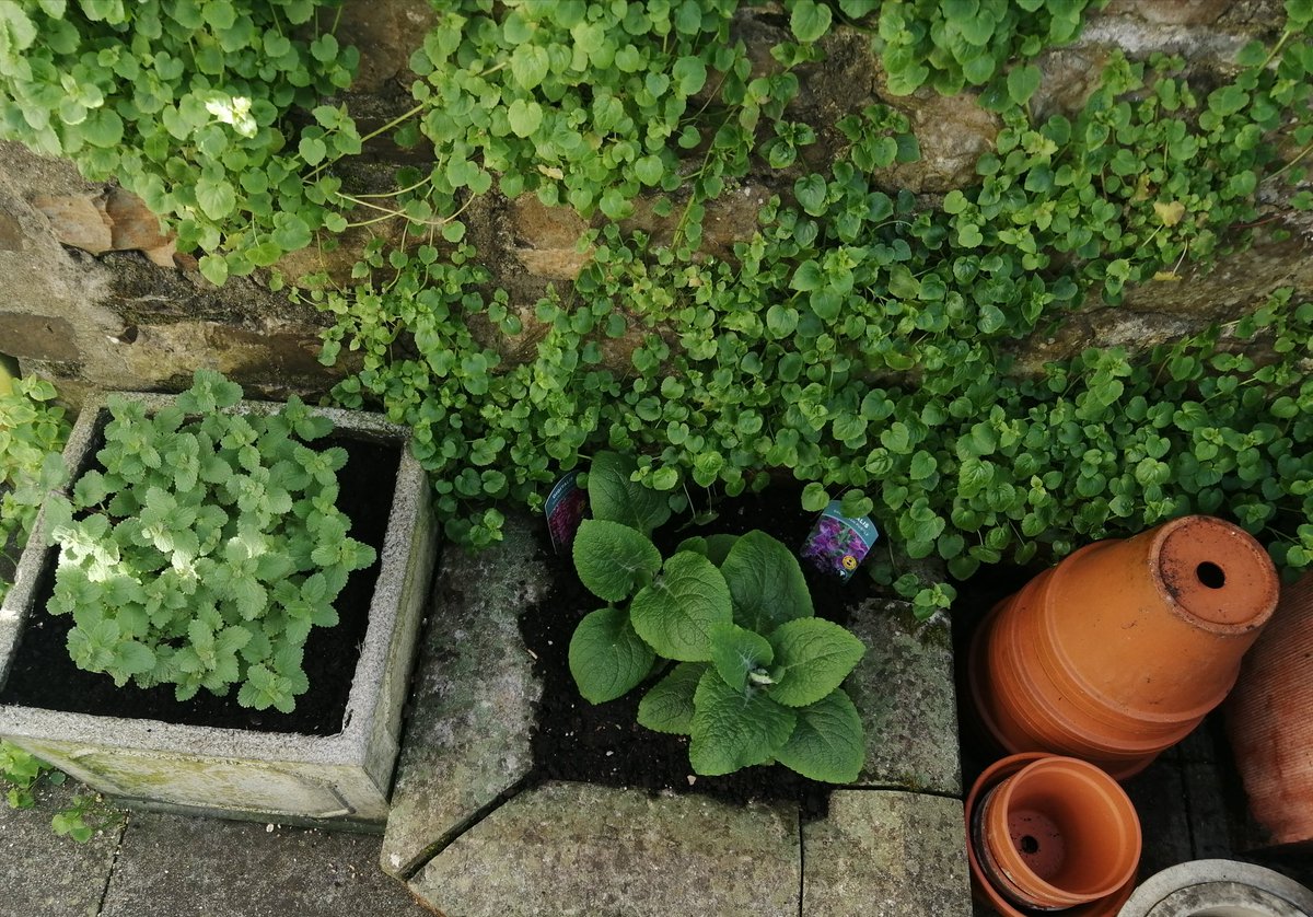 susan metcalfe tweet media