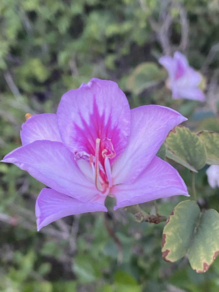 kathy_husser's tweet image. Early bloom of our neighborhood Bauhinia tree. Some #Monday morning motivation. #flowers #trees