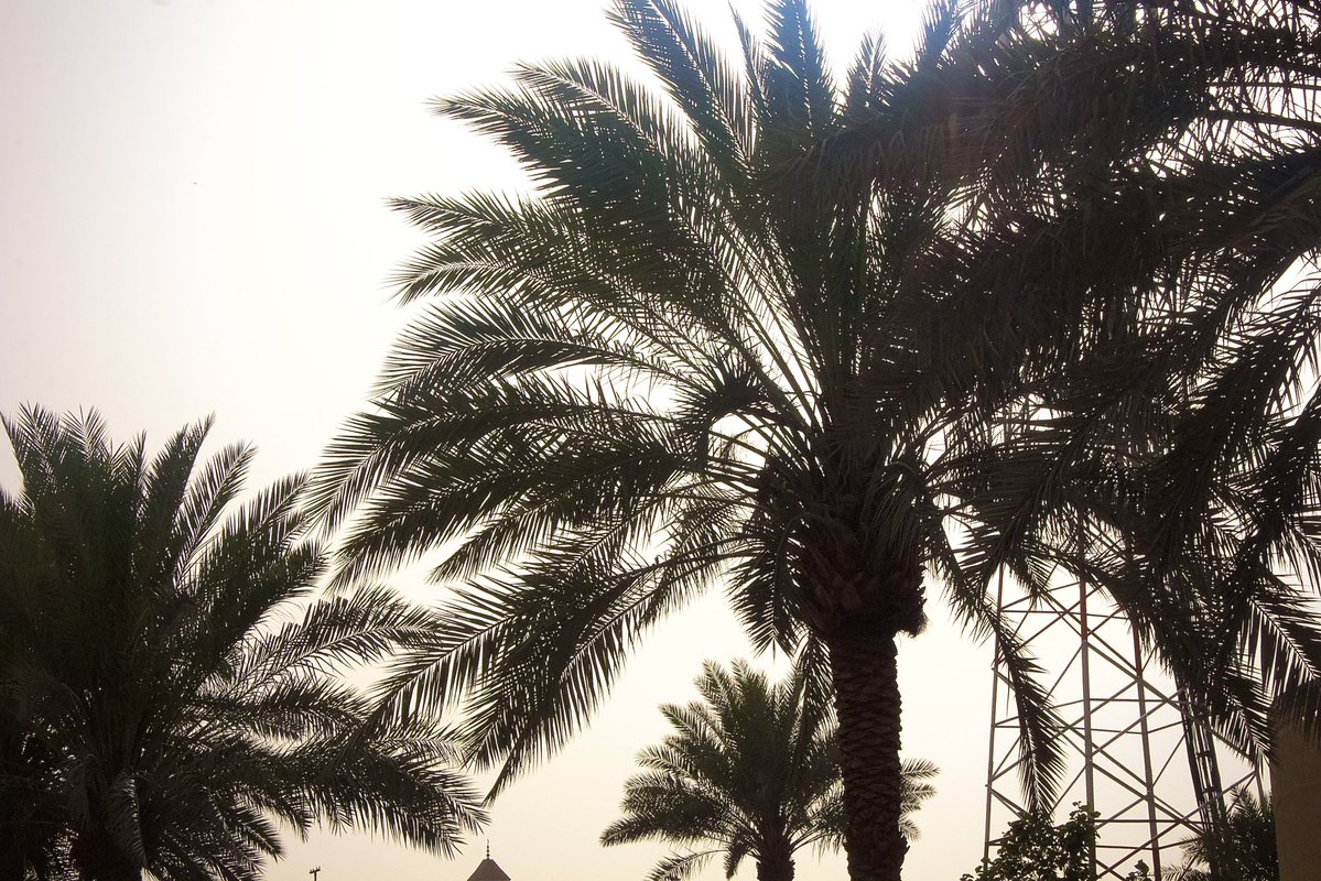 عزيزي tweet media