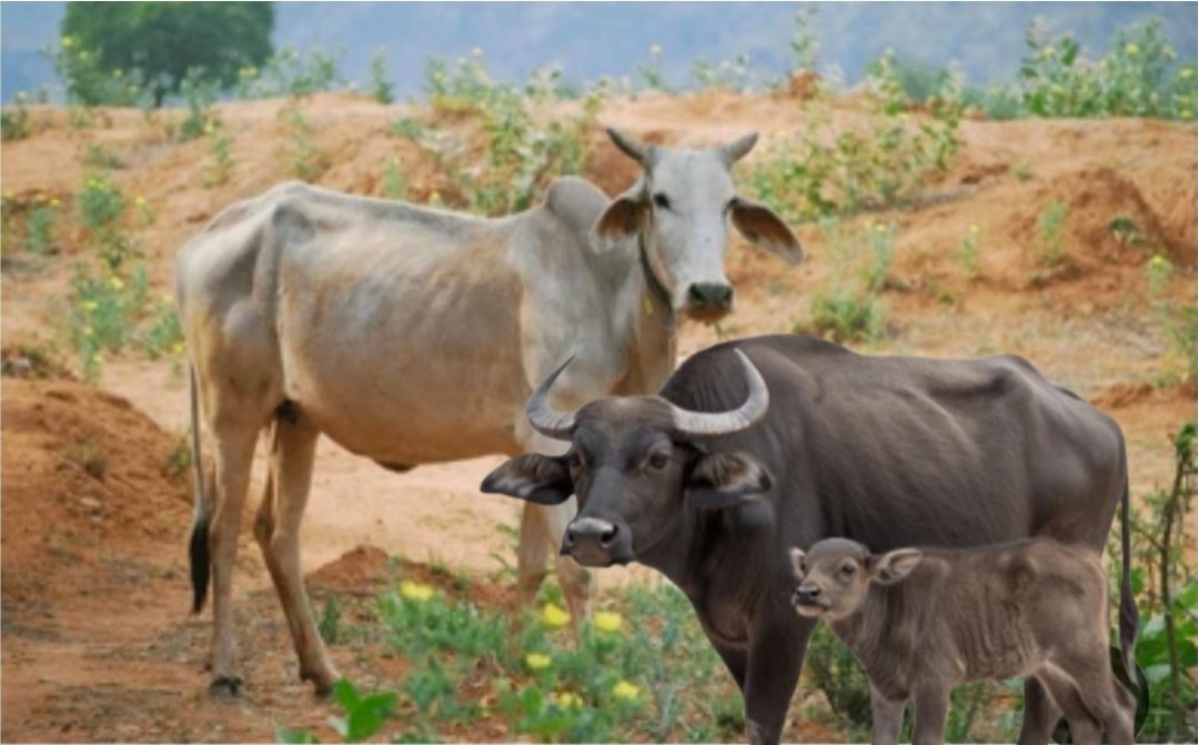 Mohammed Hussain tweet media