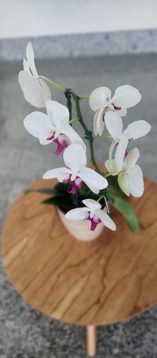 oɔɹɐɯ southern surf tweet media