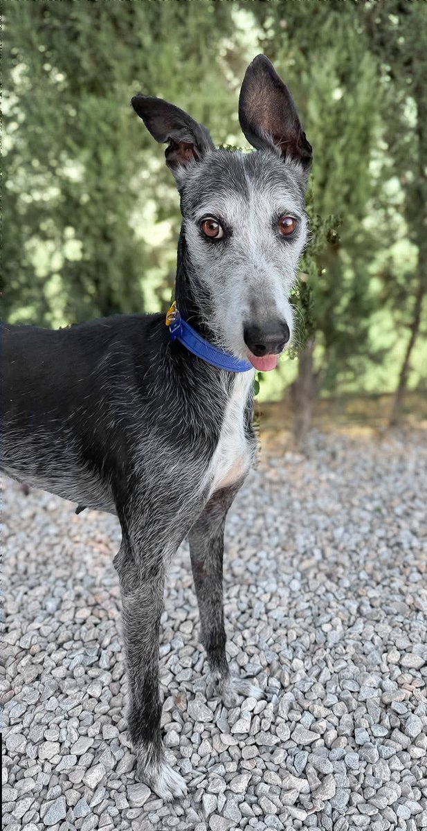 Galgos del Sol tweet media