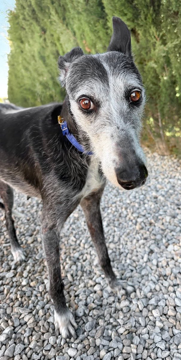 Galgos del Sol tweet media