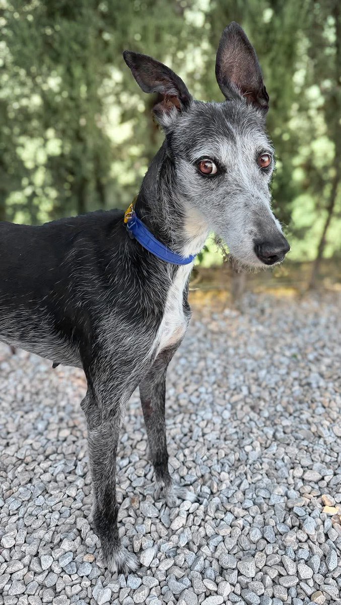 Galgos del Sol tweet media