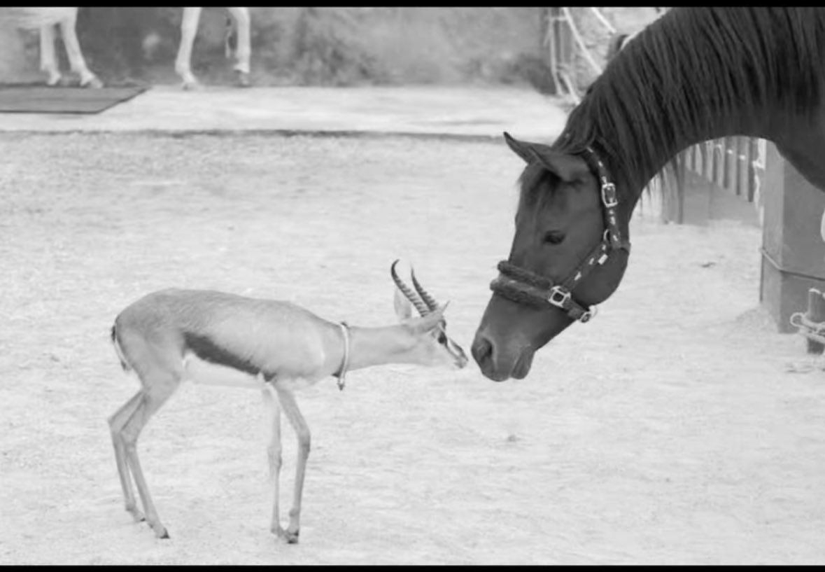 متنكر tweet media