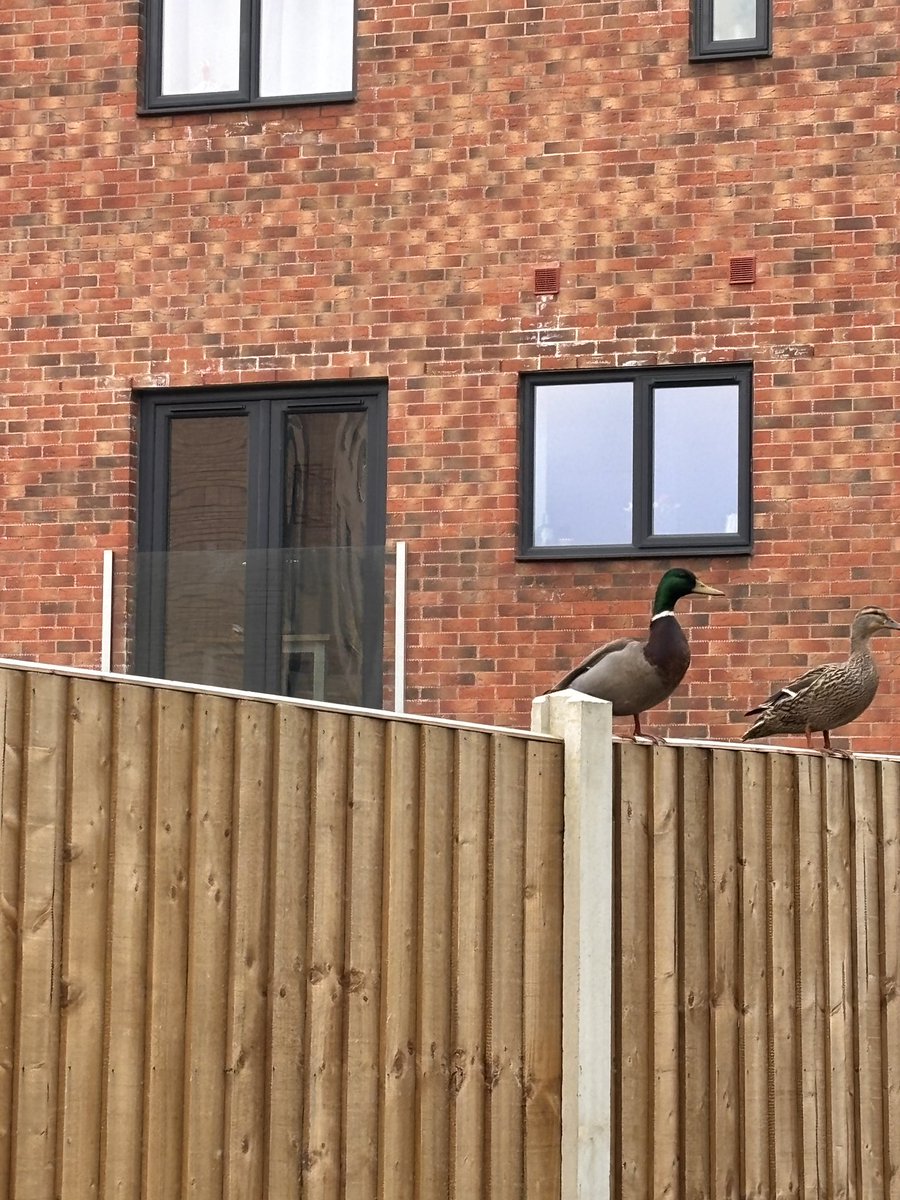 Mark Mawdsley tweet media