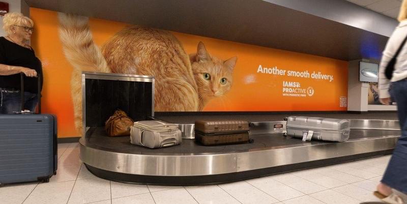 Бывший CTAPЛИHK , подпишись , Коты & Crypto tweet media