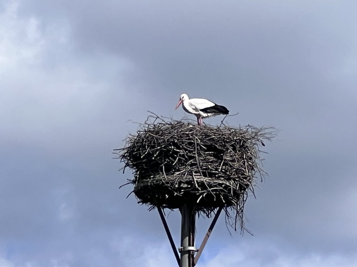 Der erste Storch! Frohe Ostern. 🌷