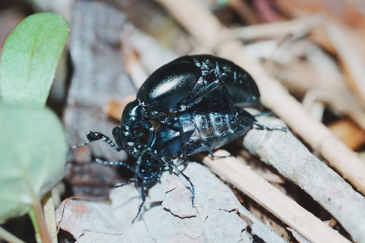 メロンクリーム/Melon-Kream tweet media