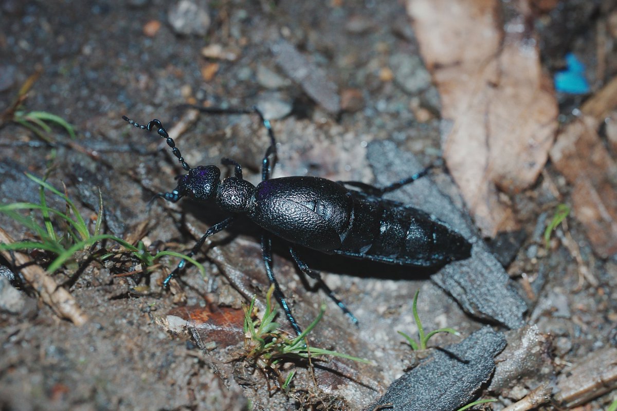 メロンクリーム/Melon-Kream tweet media