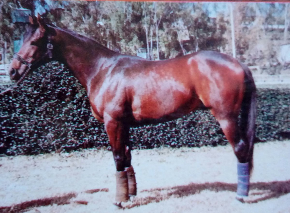 HORSERACING1002's tweet photo. LAFITTE 🇲🇽1984
(FUZZBUSTER - NEPONSIT BY TRUE KNIGHT)
#Lafitte https://t.co/AeSWDckbOa
