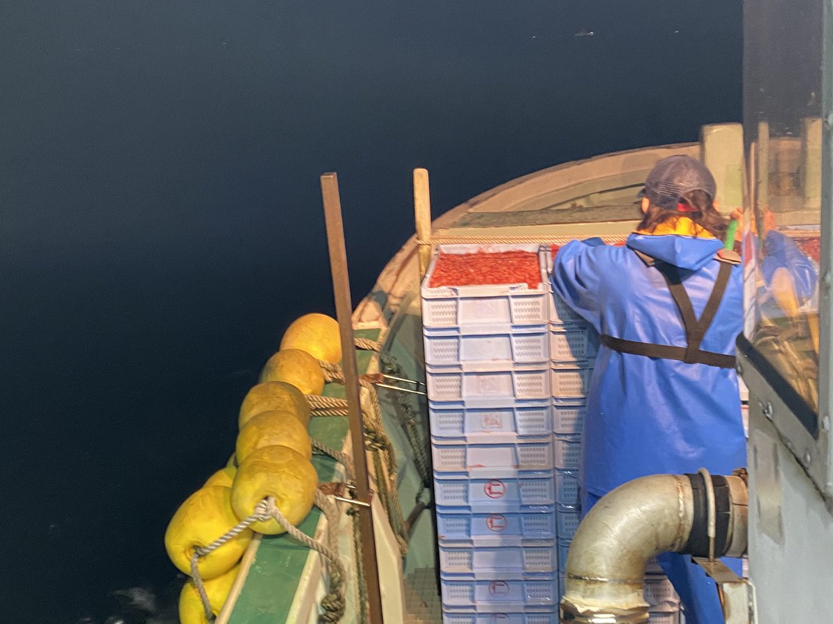 由比港漁協＆青年部【公式】@漁師と漁協の運営アカウント tweet media