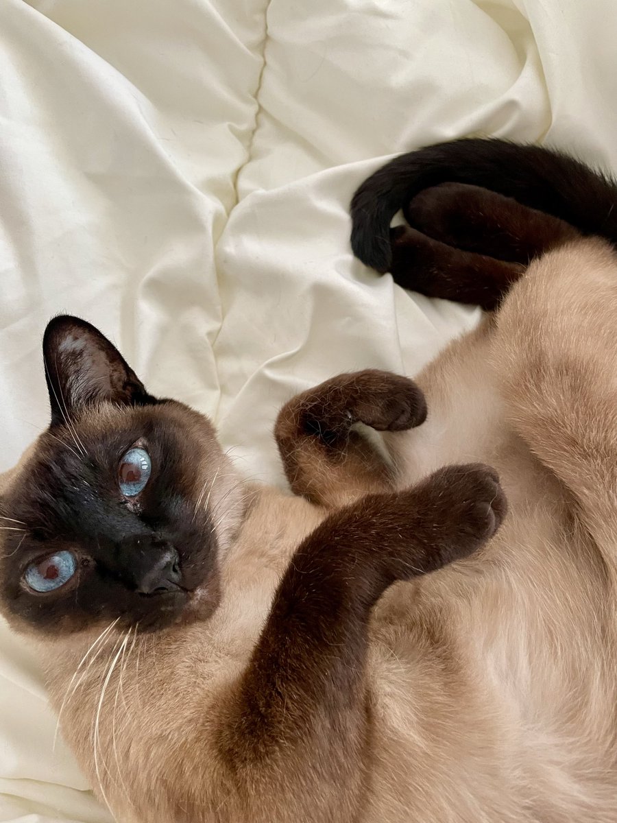 EV_neko's tweet photo. 今日はシャム猫の日らしいので！うちのかわいいシャム猫です！
#シャム猫の日 https://t.co/NFMWMMfir4