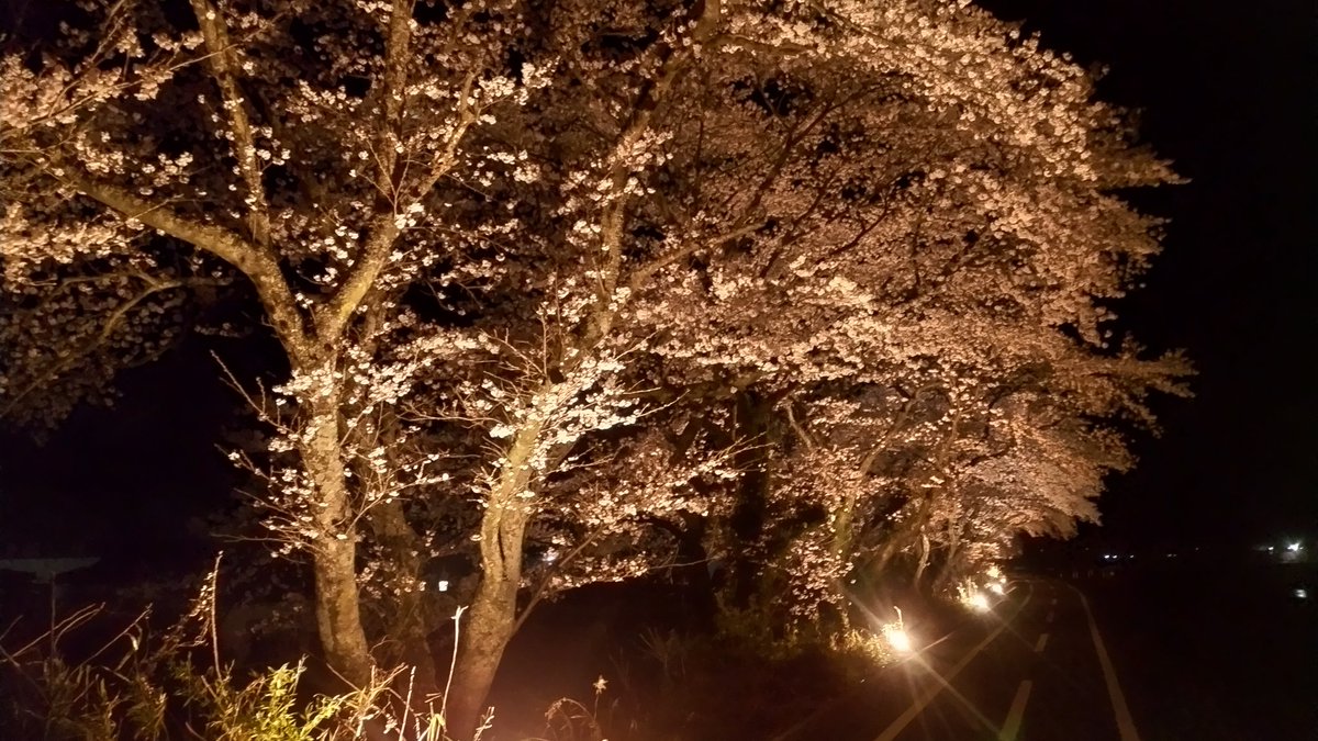 hiro761568as's tweet photo. 塙町　久慈川河川敷の桜並木
夜桜も美しいです！
＃空ネット
＃塙町
＃桜並木
＃桜
＃夜桜 https://t.co/kmyoeP3bYf