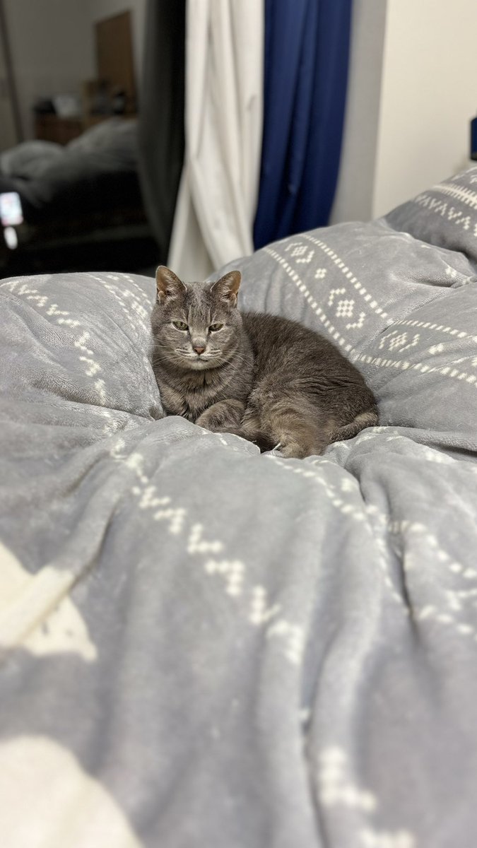 ササキオーモリ tweet media