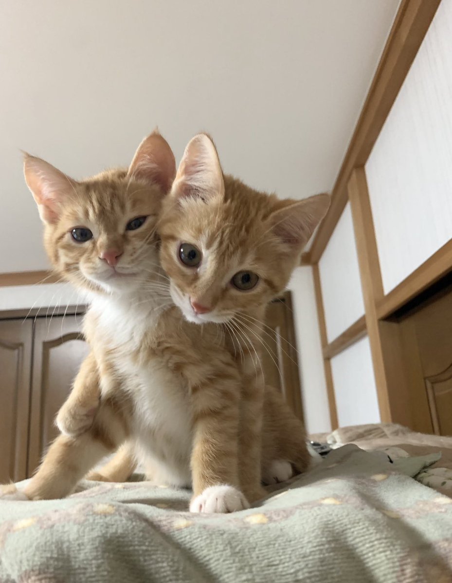 The Pets 𝕏 tweet media