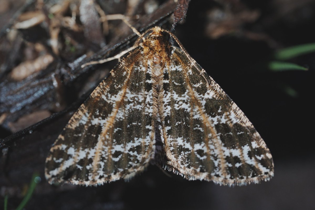 メロンクリーム/Melon-Kream tweet media