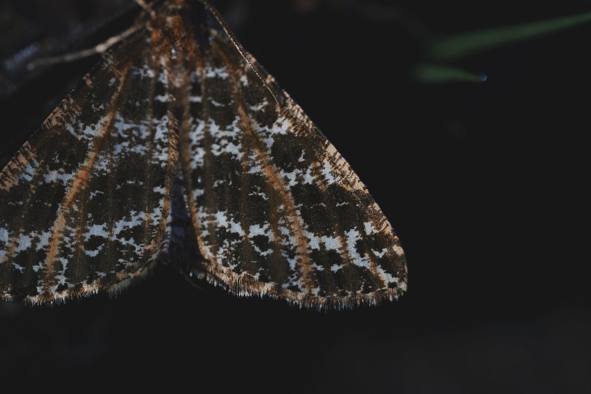 メロンクリーム/Melon-Kream tweet media