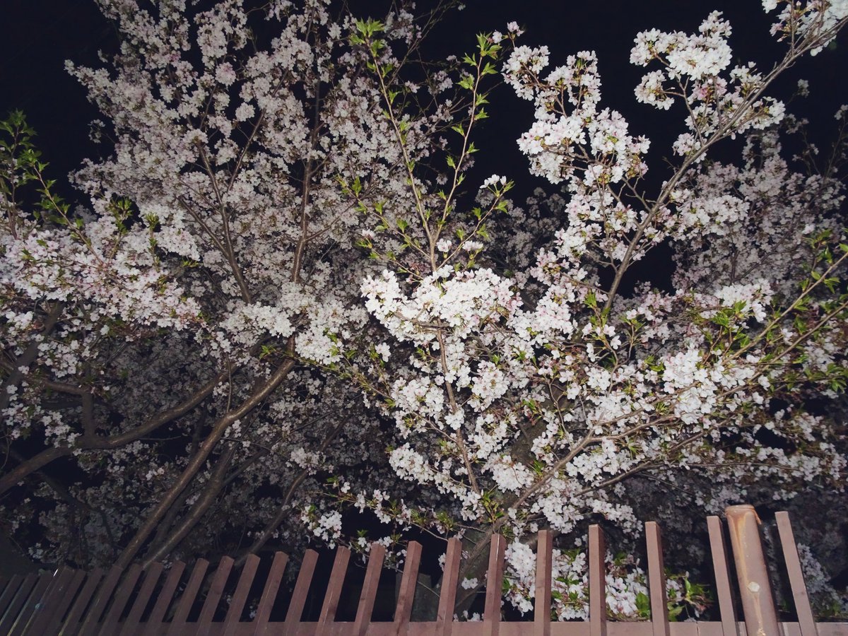 紅琉音(くると)🌻 tweet media