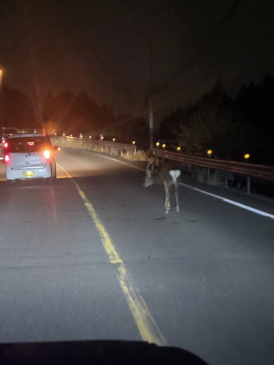 風民のペケすら🏍️ tweet media