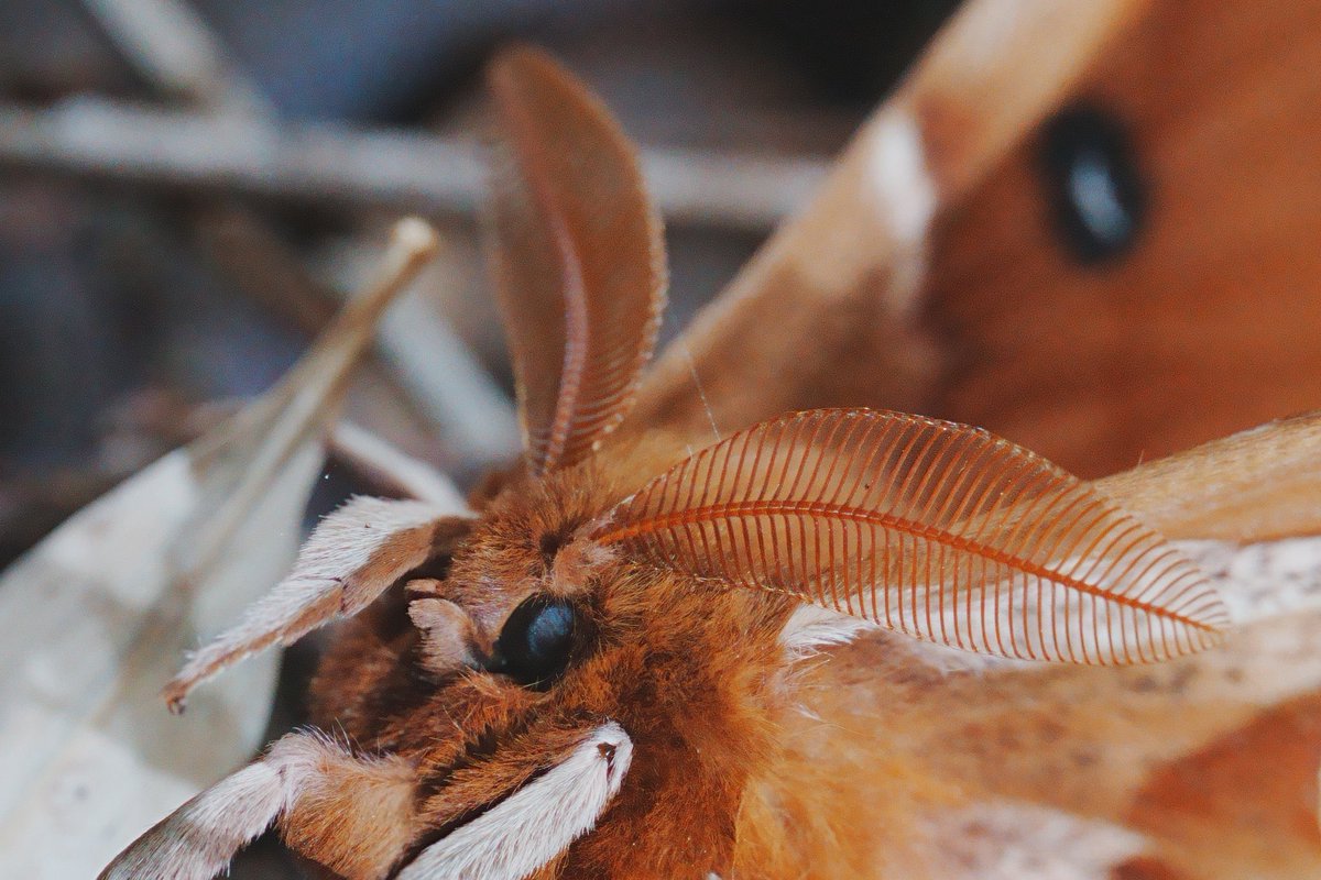 メロンクリーム/Melon-Kream tweet media