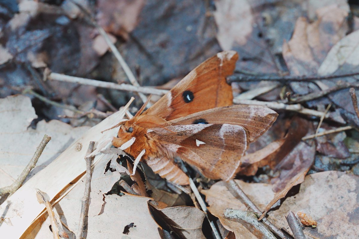 メロンクリーム/Melon-Kream tweet media