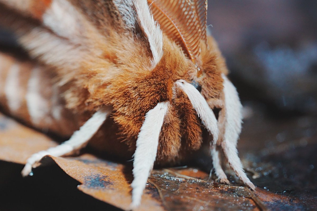 メロンクリーム/Melon-Kream tweet media