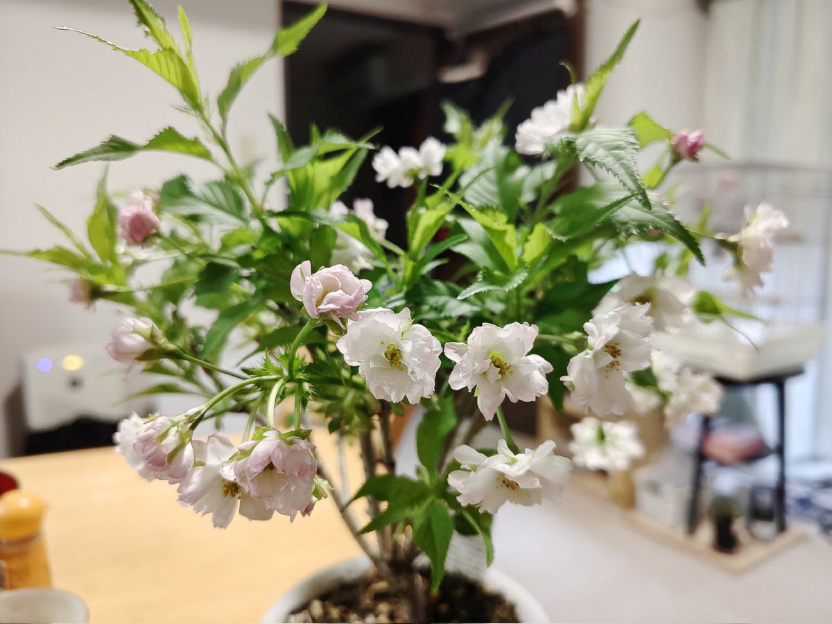 くじなみ tweet media