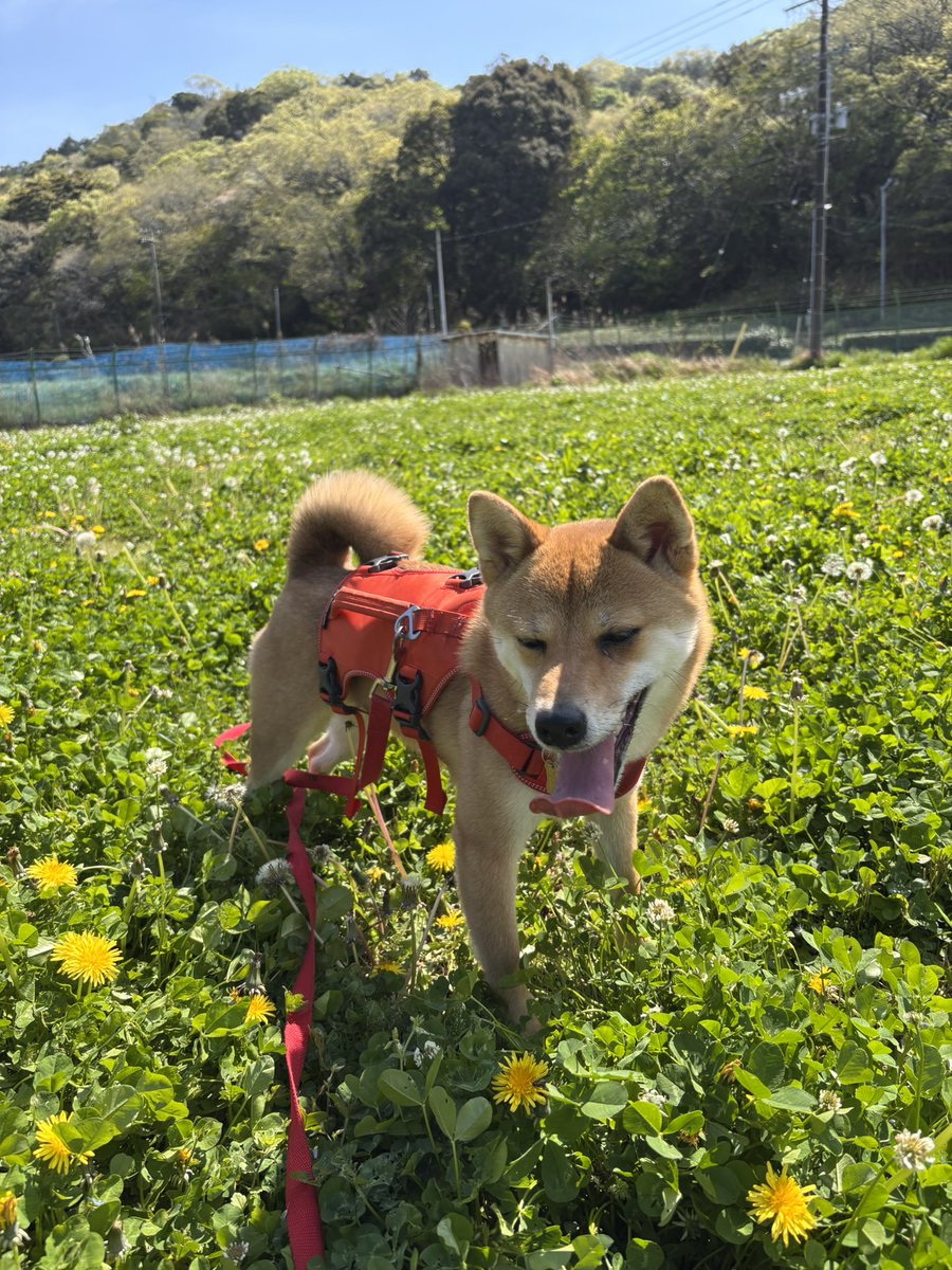 マッチ@デリカ d5 tweet media