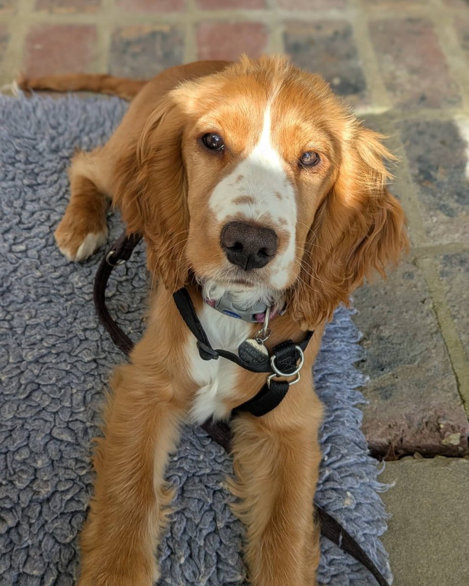 Hearing Dogs for Deaf People tweet media