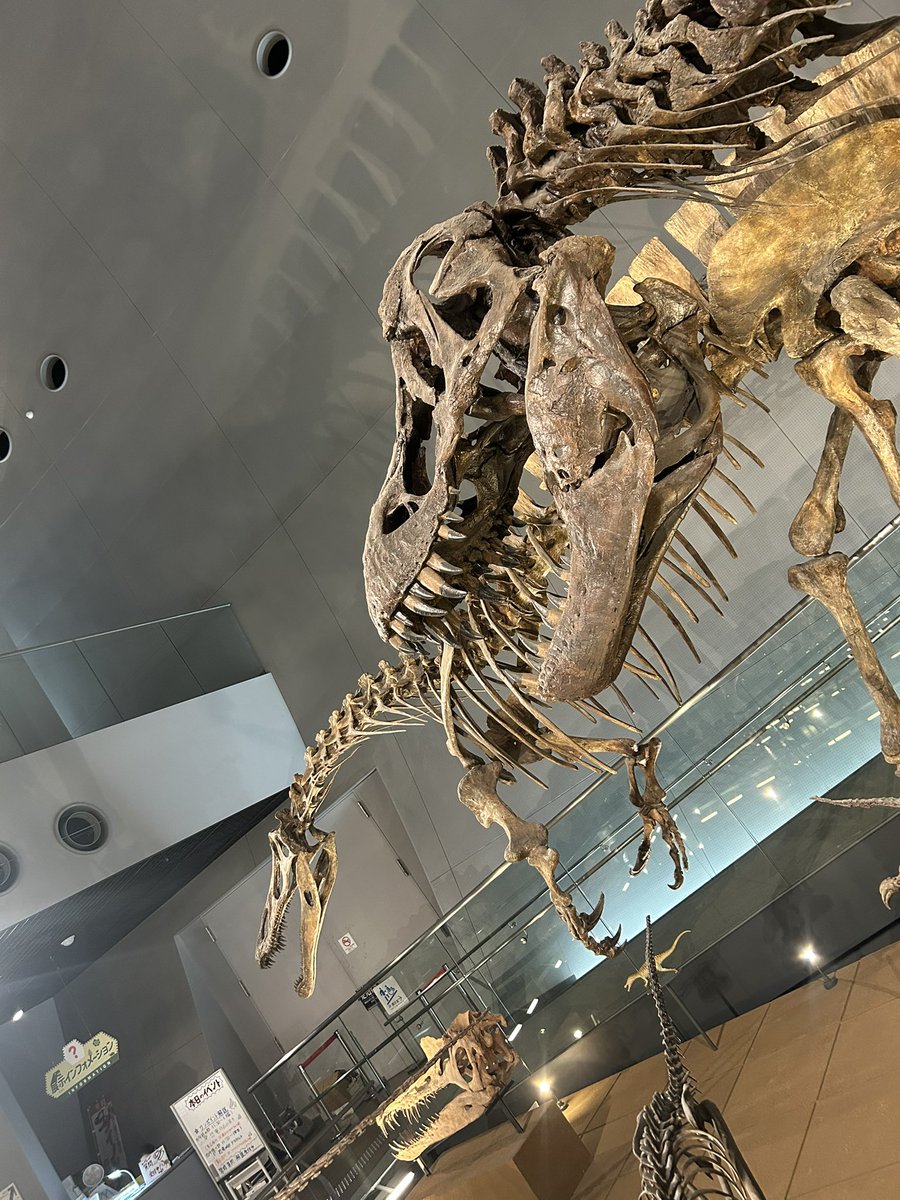 Steve Brusatte tweet media