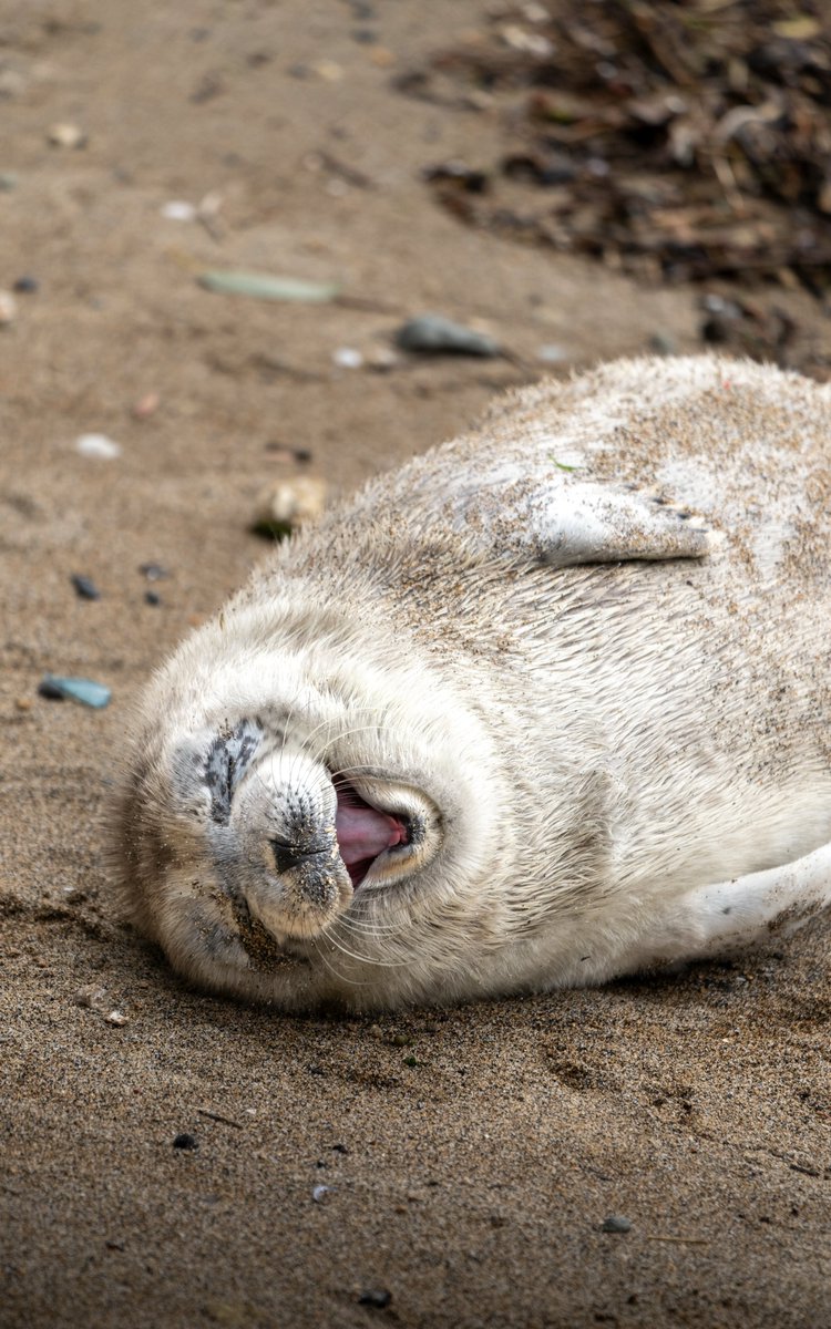 もっち tweet media