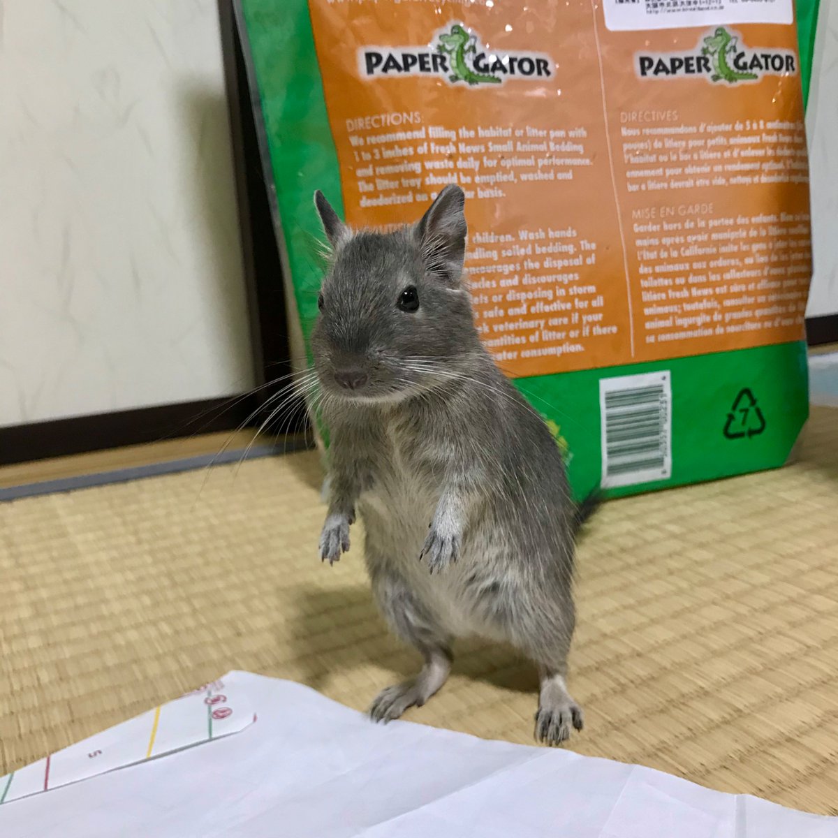 らとでぐ tweet media