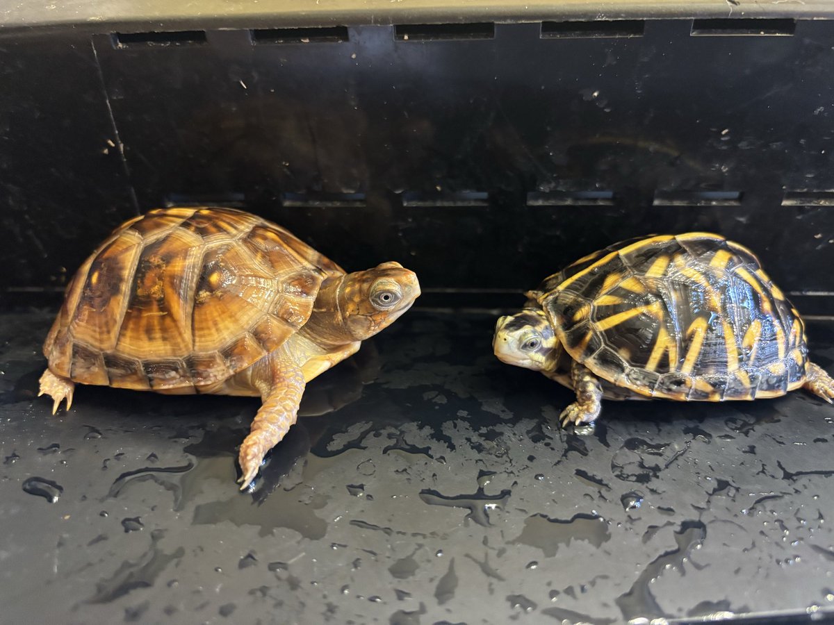 Land-mark tweet media