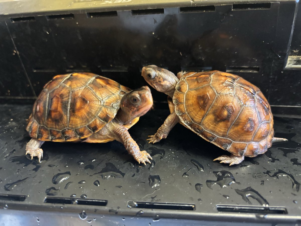 Land-mark tweet media