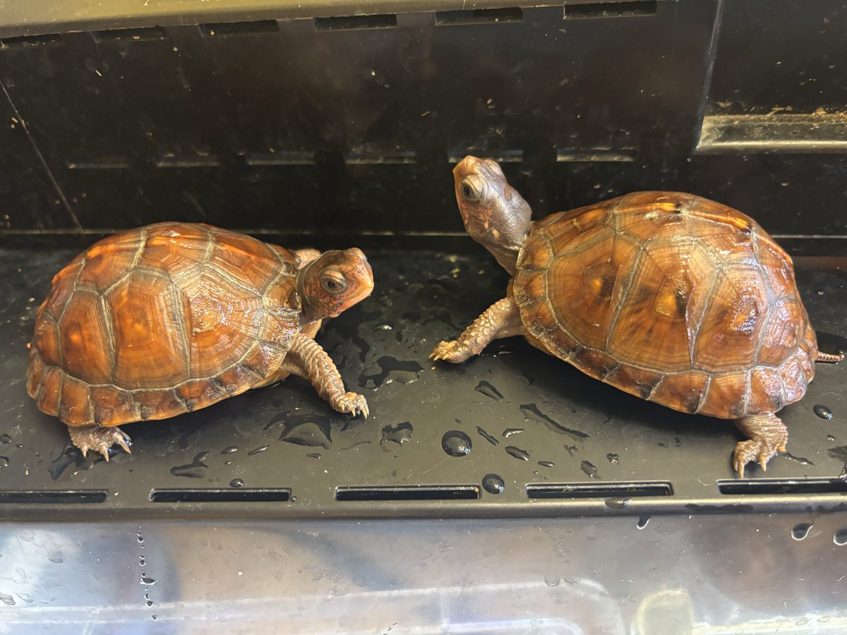 Land-mark tweet media