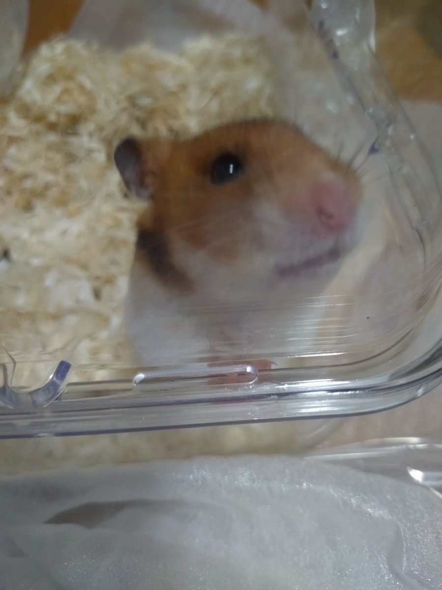 ストーンスマイル🍊 tweet media