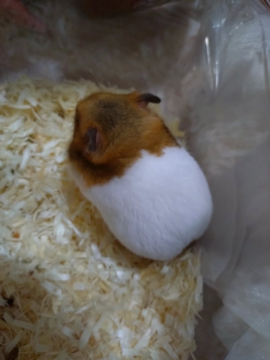 ストーンスマイル🍊 tweet media