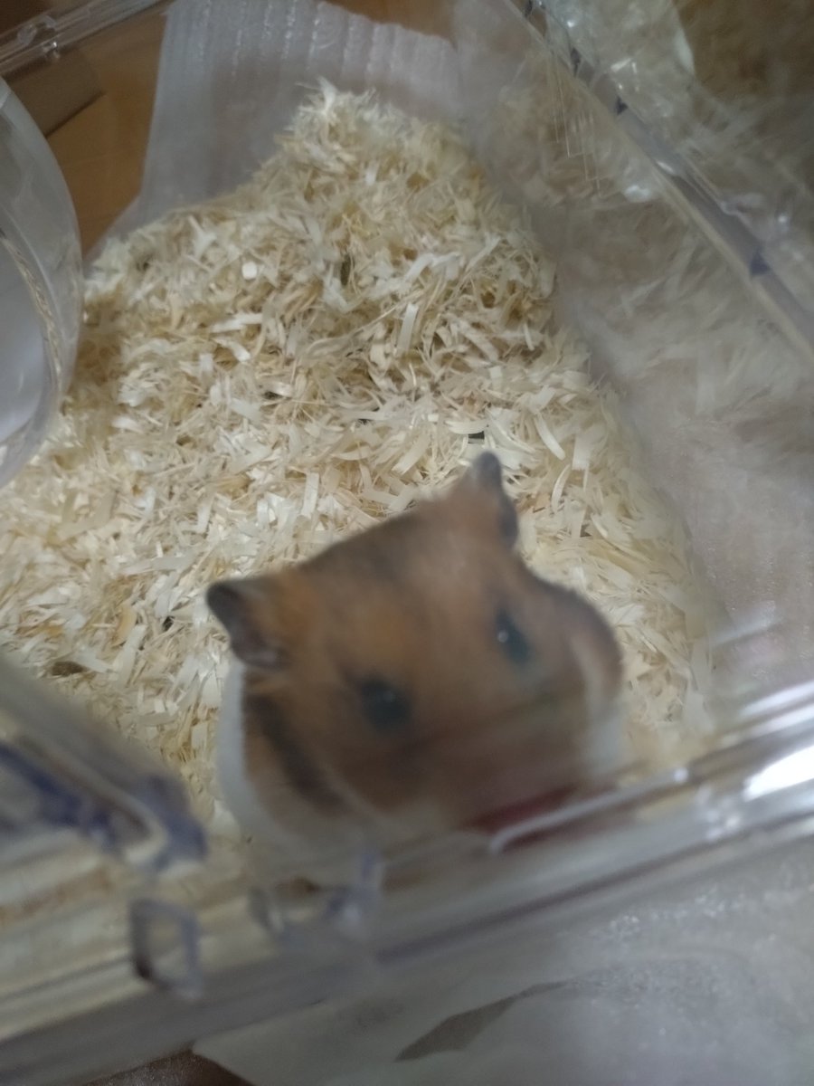 ストーンスマイル🍊 tweet media